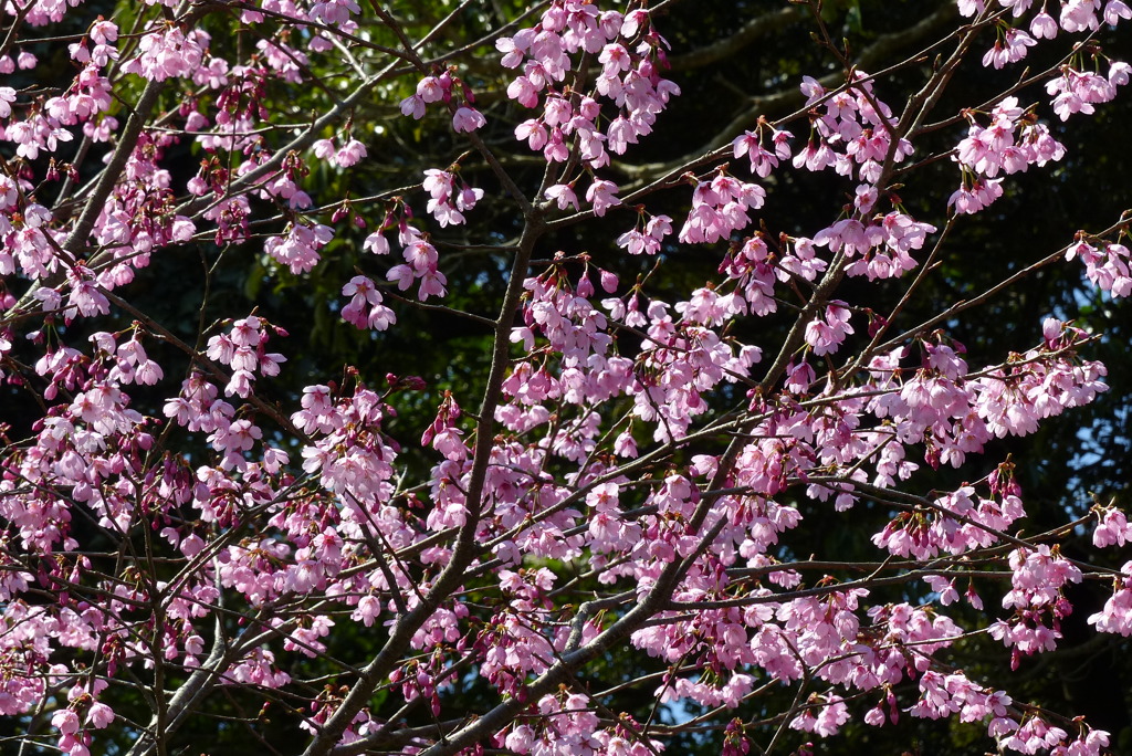 河津桜