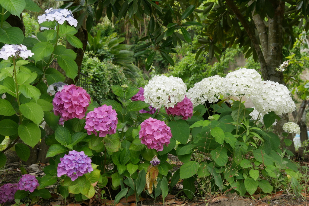 紫陽花