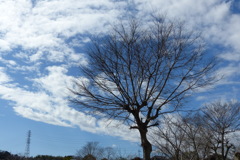 冬枯れの木と空