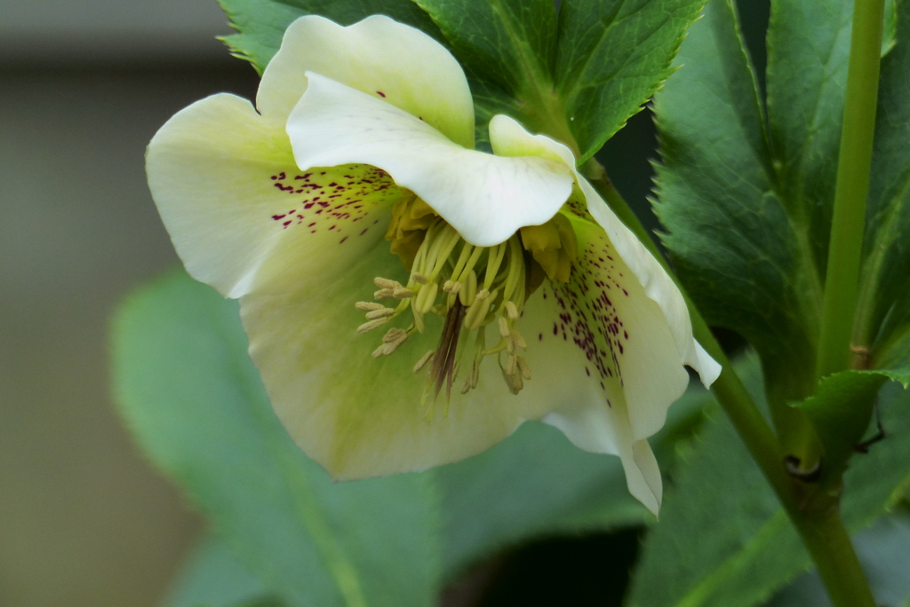 白花クリスマスローズ