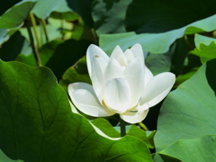 白蓮