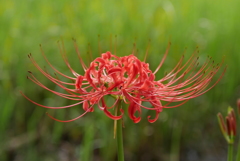 曼珠沙華