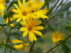 菊芋