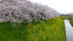 茂原の桜　3