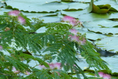 睡蓮の葉とネムノキの花