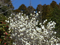 ハクモクレン　1