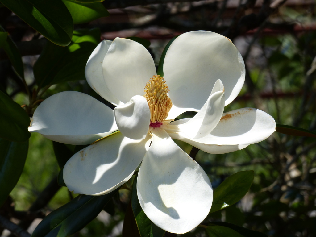 タイサンボクの花