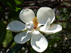 タイサンボクの花
