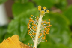 ハイビスカスの蕊