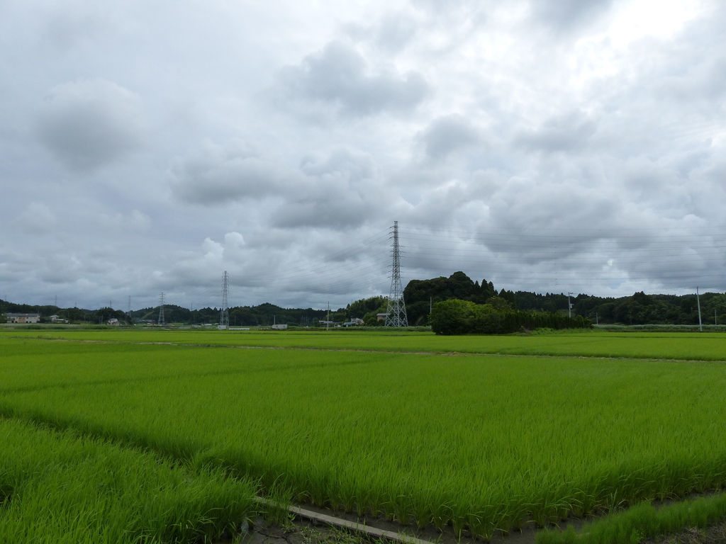 梅雨の水田