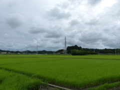 梅雨の水田