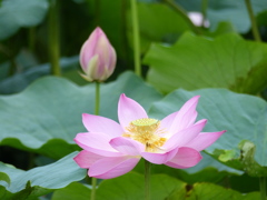 蓮の花と蕾
