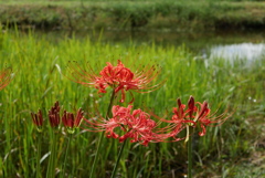 曼珠沙華