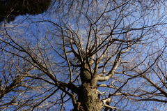 冬枯れの大木