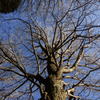 冬枯れの大木