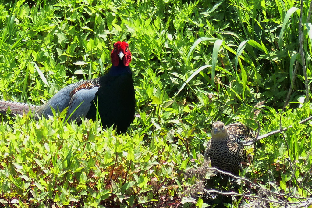 揃って見てます