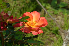 紅色のバラ