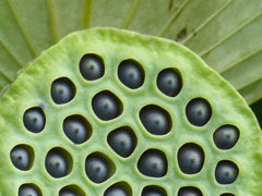 花托と実（種）