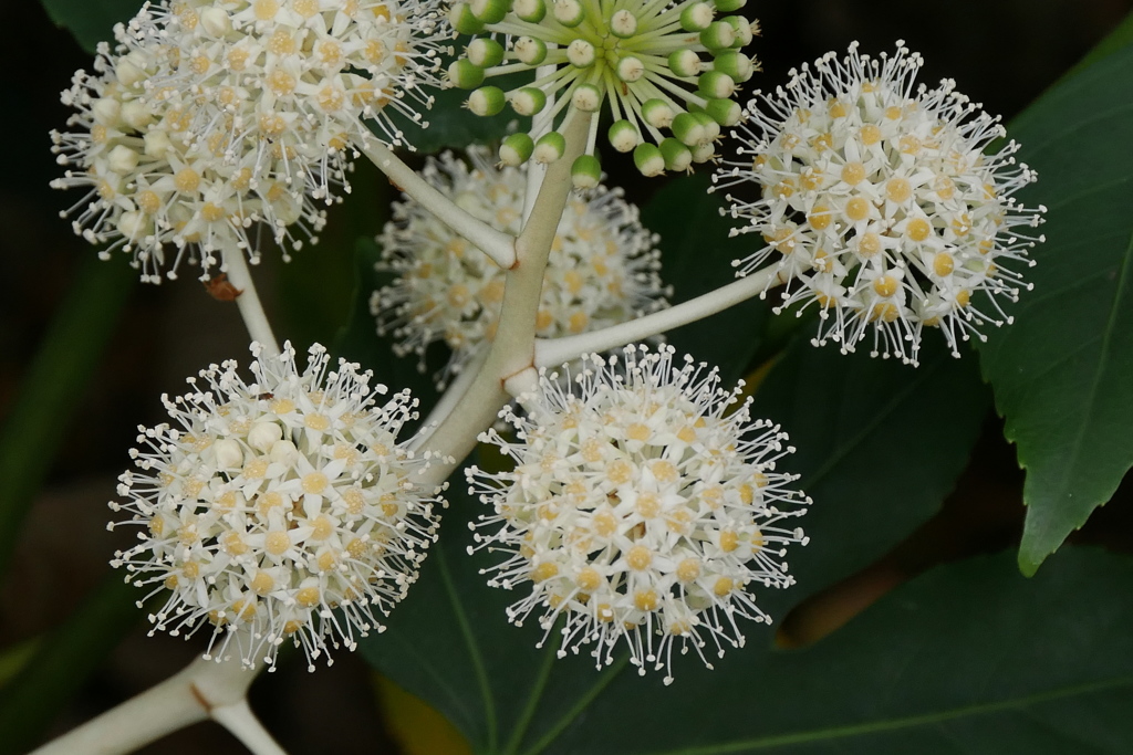 八つ手の花