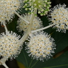 八つ手の花
