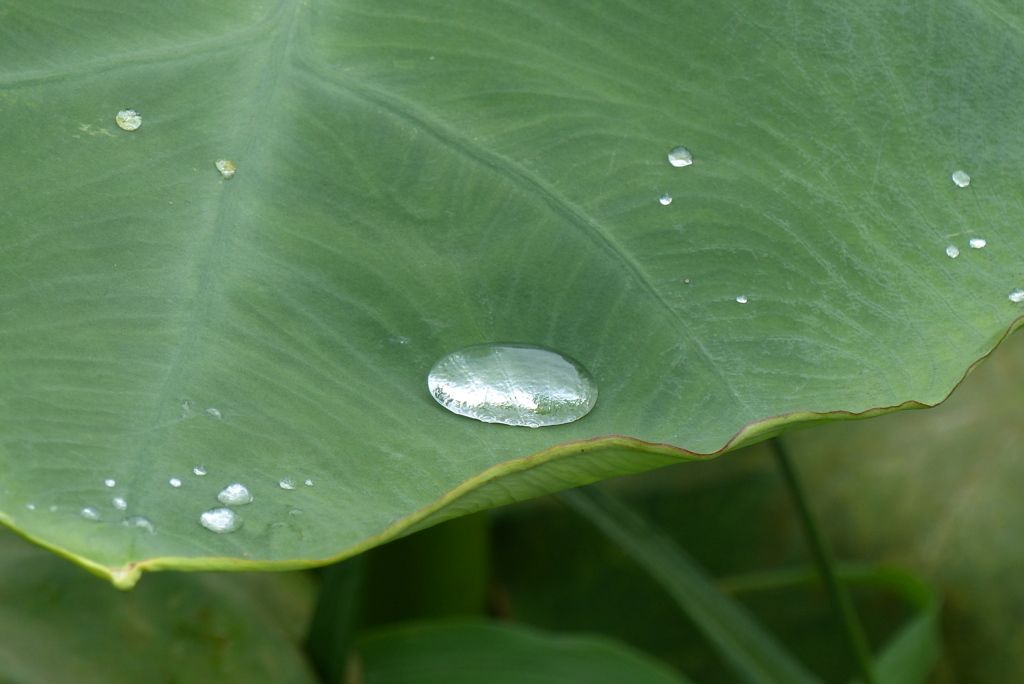 水滴