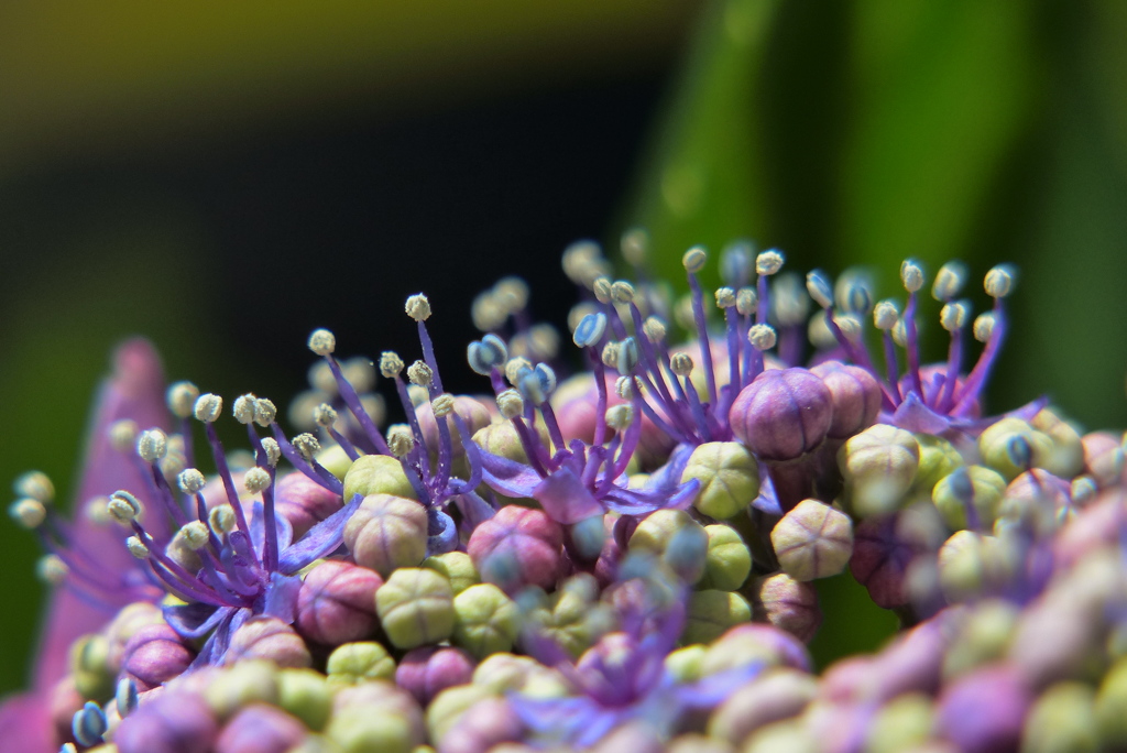 中央の花たち