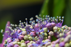 中央の花たち