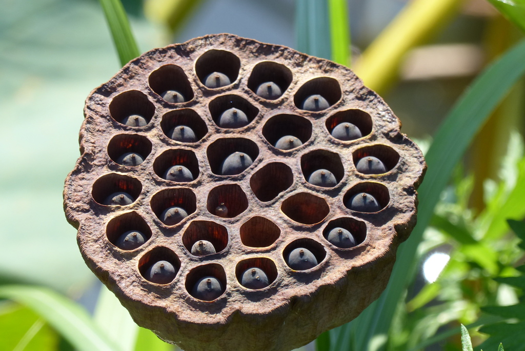 枯れ色の花托