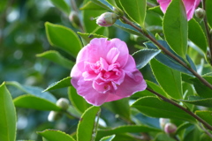 きれいなピンクがまぶしい