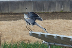 前方首伸ばしのポーズ