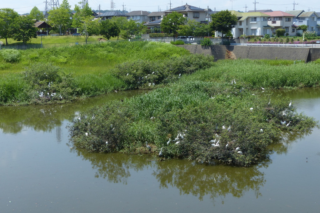 コロニー近況　定点観察