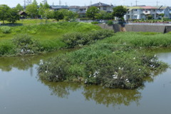 コロニー近況　定点観察