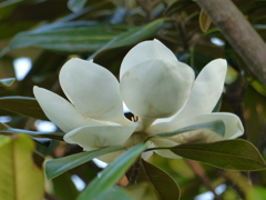 タイサンボク　2
