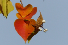 白い実と紅葉