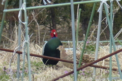 キジ