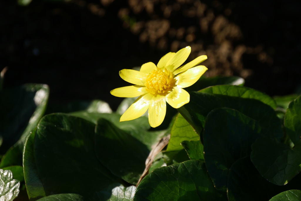 ヒメリュウキンカ