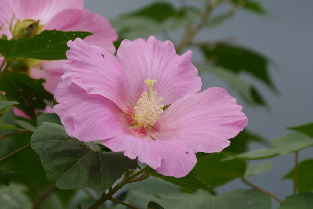 芙蓉
