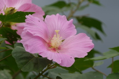 芙蓉