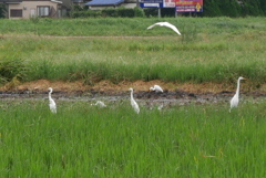 くつろぐシラサギ