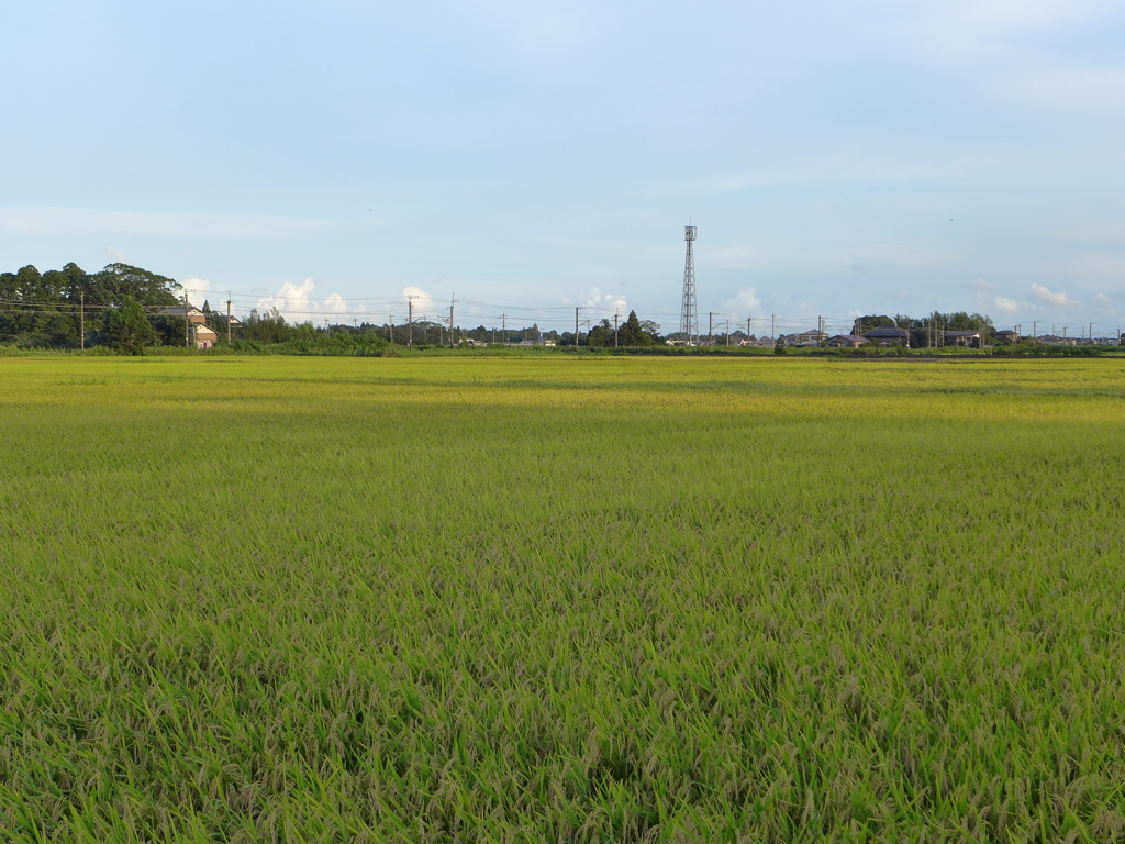 夕陽を受けて　5