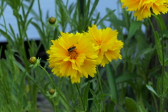 キンケイギク