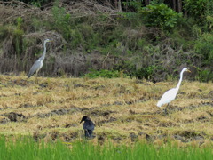 揃って餌さがし