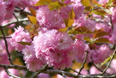 八重桜　1