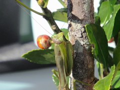 まだいるカマキリ