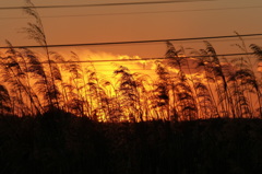 山火事？