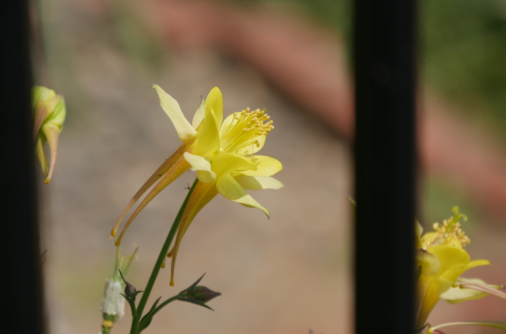 珍しい花、なんでしょう