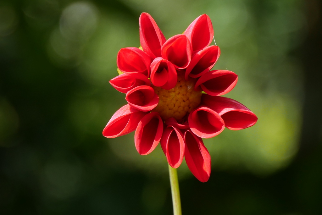 開花前のダリア