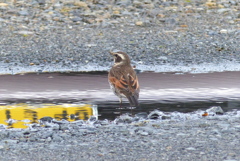 駐車場のツグミ　2