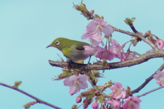 メジロと桜