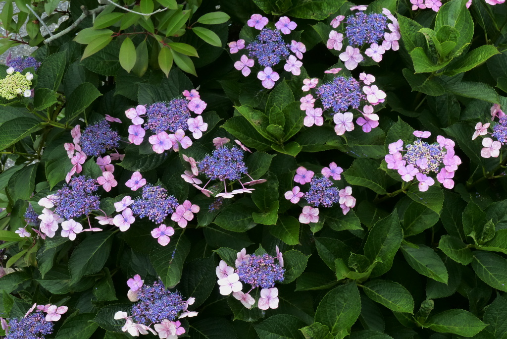 わが家の紫陽花